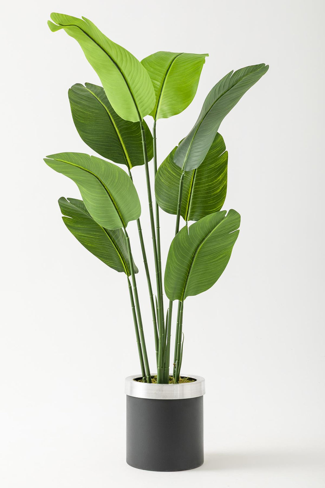 Yapay Starliçe Ağacı 140 Cm Geniş Yapraklı Siyah Metal Saksı