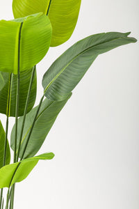 Yapay Starliçe Ağacı 160 Cm Geniş Yapraklı Beyaz Gold Saksı