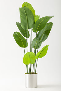 Yapay Starliçe Ağacı 160 Cm Geniş Yapraklı Gümüş Saksı