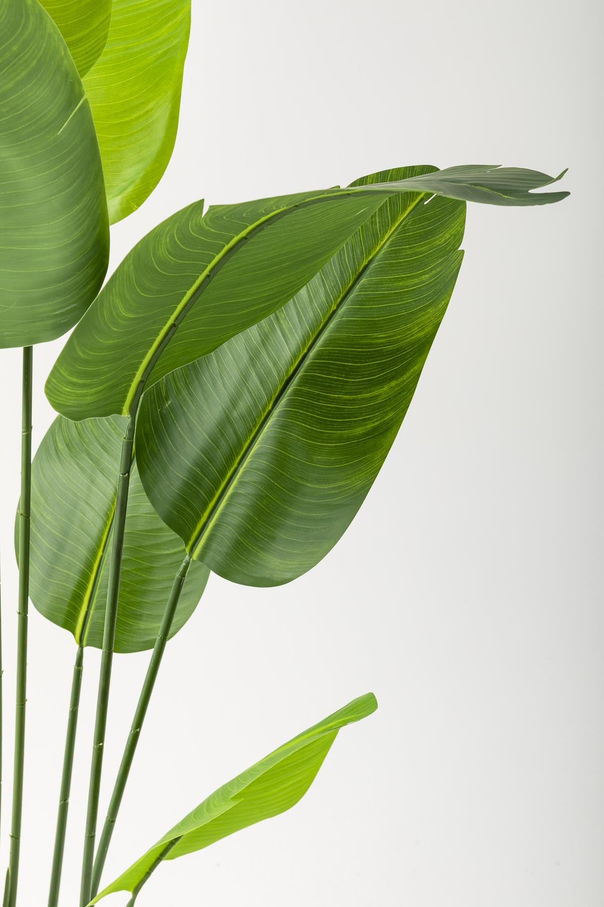 Yapay Starliçe Ağacı 160 Cm Geniş Yapraklı Gümüş Saksı