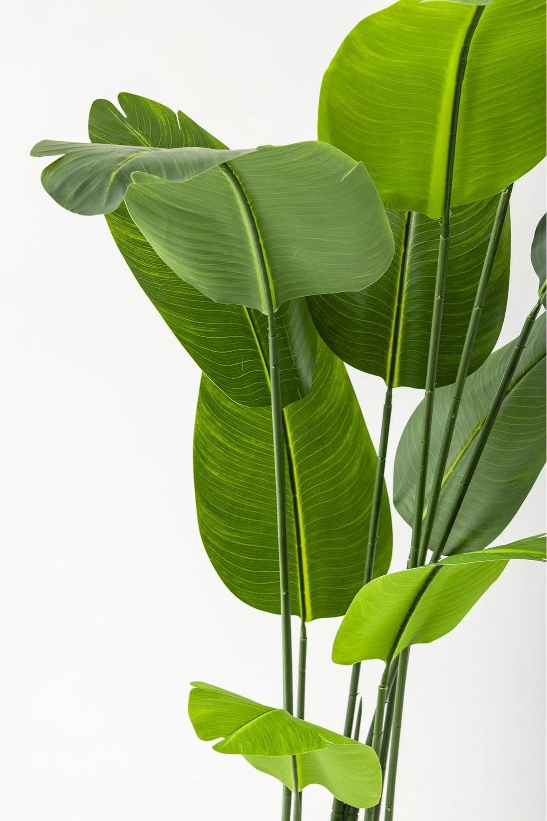 Yapay Starliçe Ağacı 160 Cm Geniş Yapraklı Kahverengi Gold Saksı