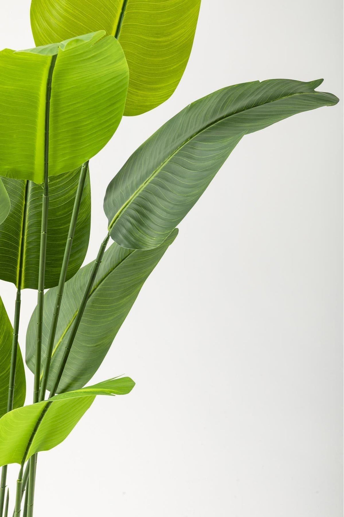 Yapay Starliçe Ağacı 160 Cm Geniş Yapraklı Kahverengi Gold Saksı