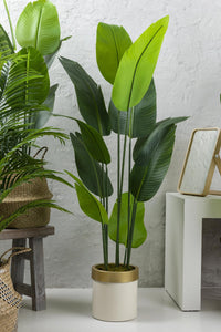 Yapay Starliçe Ağacı 160 Cm Geniş Yapraklı Krem Gold Saksı