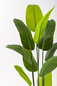 Yapay Starliçe Ağacı 160 Cm Geniş Yapraklı Krem Gold Saksı