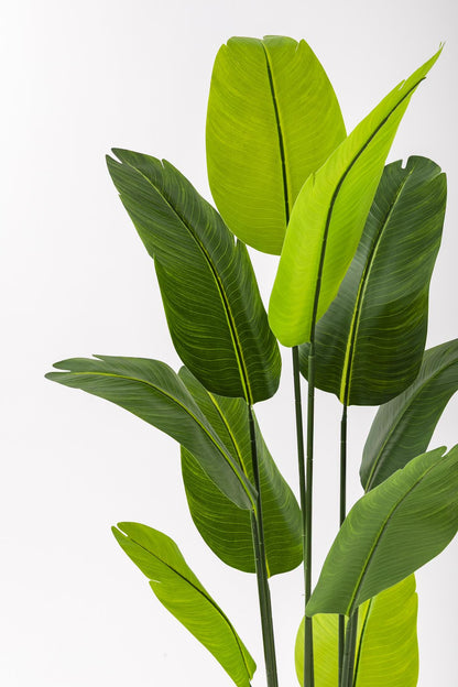 Yapay Starliçe Ağacı 160 Cm Geniş Yapraklı Krem Gold Saksı