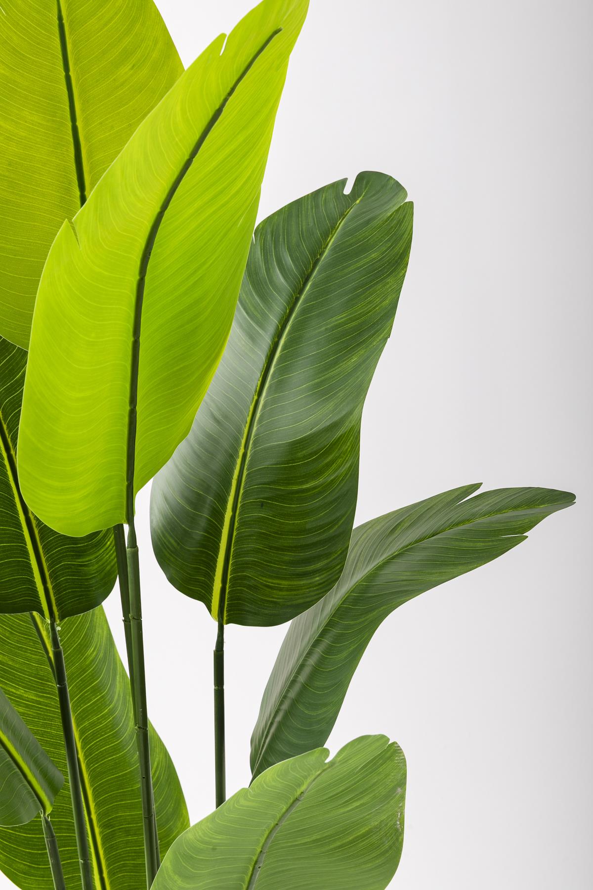 Yapay Starliçe Ağacı 160 Cm Geniş Yapraklı Krem Gold Saksı