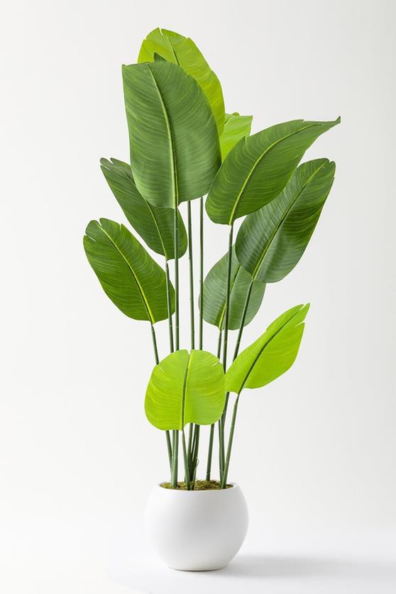 Yapay Starliçe Ağacı 160 Cm Geniş Yapraklı Plastik Küre Saksı