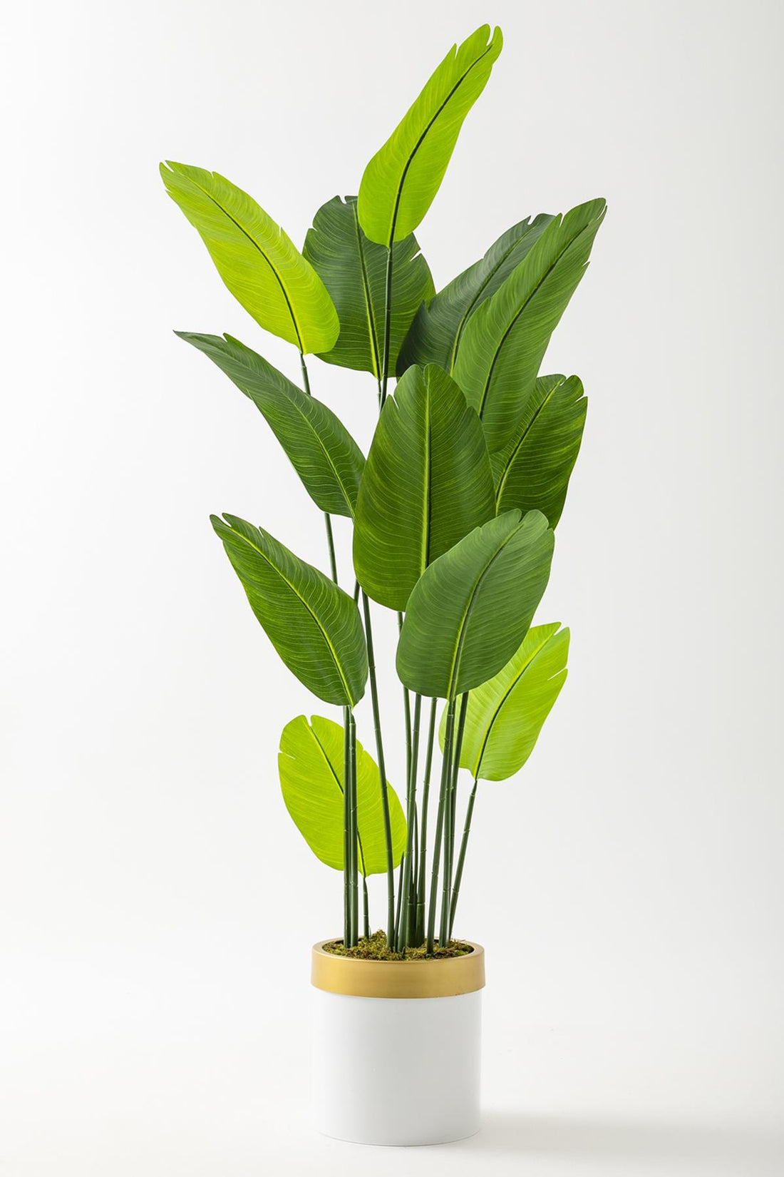 Yapay Starliçe Ağacı 180 Cm Geniş Yapraklı Beyaz Gold Metal Saksı