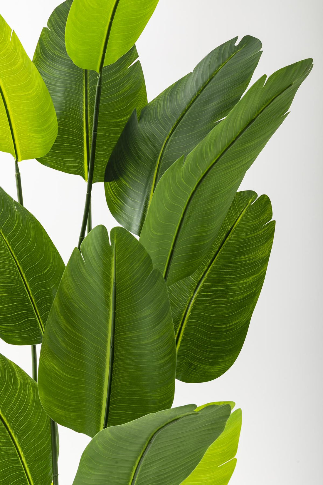 Yapay Starliçe Ağacı 180 Cm Geniş Yapraklı Beyaz Gold Metal Saksı