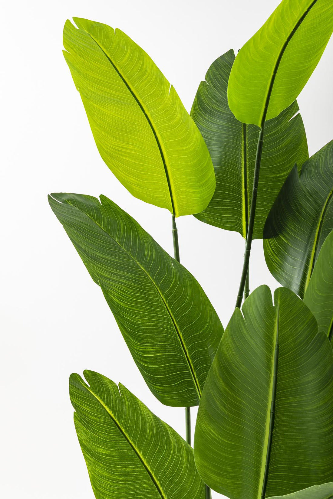 Yapay Starliçe Ağacı 180 Cm Geniş Yapraklı Beyaz Gold Metal Saksı