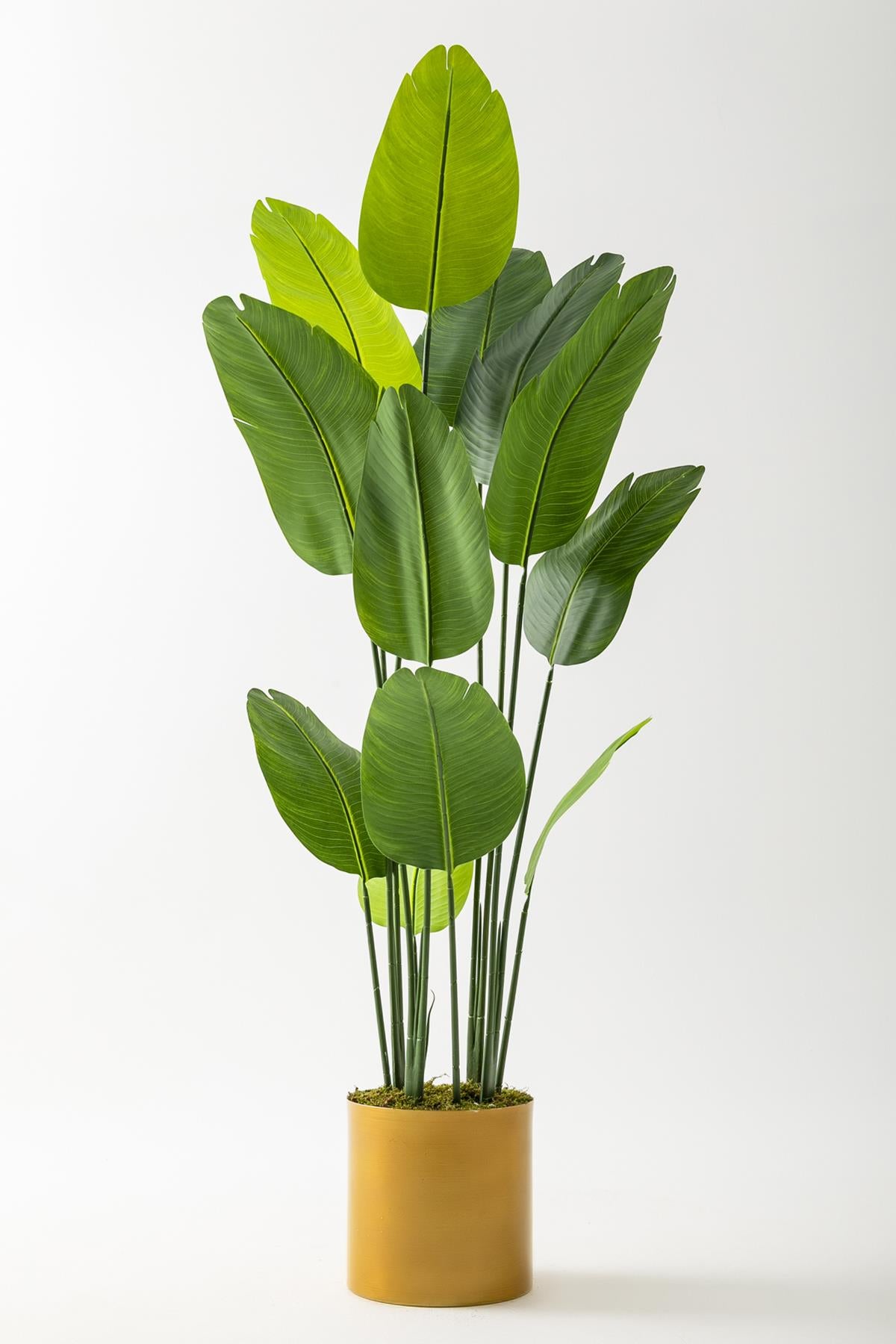 Yapay Starliçe Ağacı 180 Cm Geniş Yapraklı Gold Metal Saksı