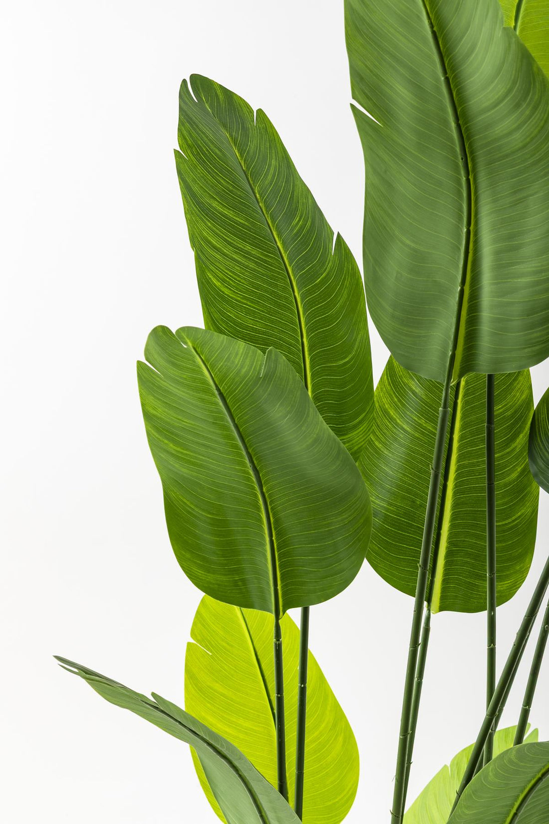 Yapay Starliçe Ağacı 180 Cm Geniş Yapraklı Gümüş Saksı