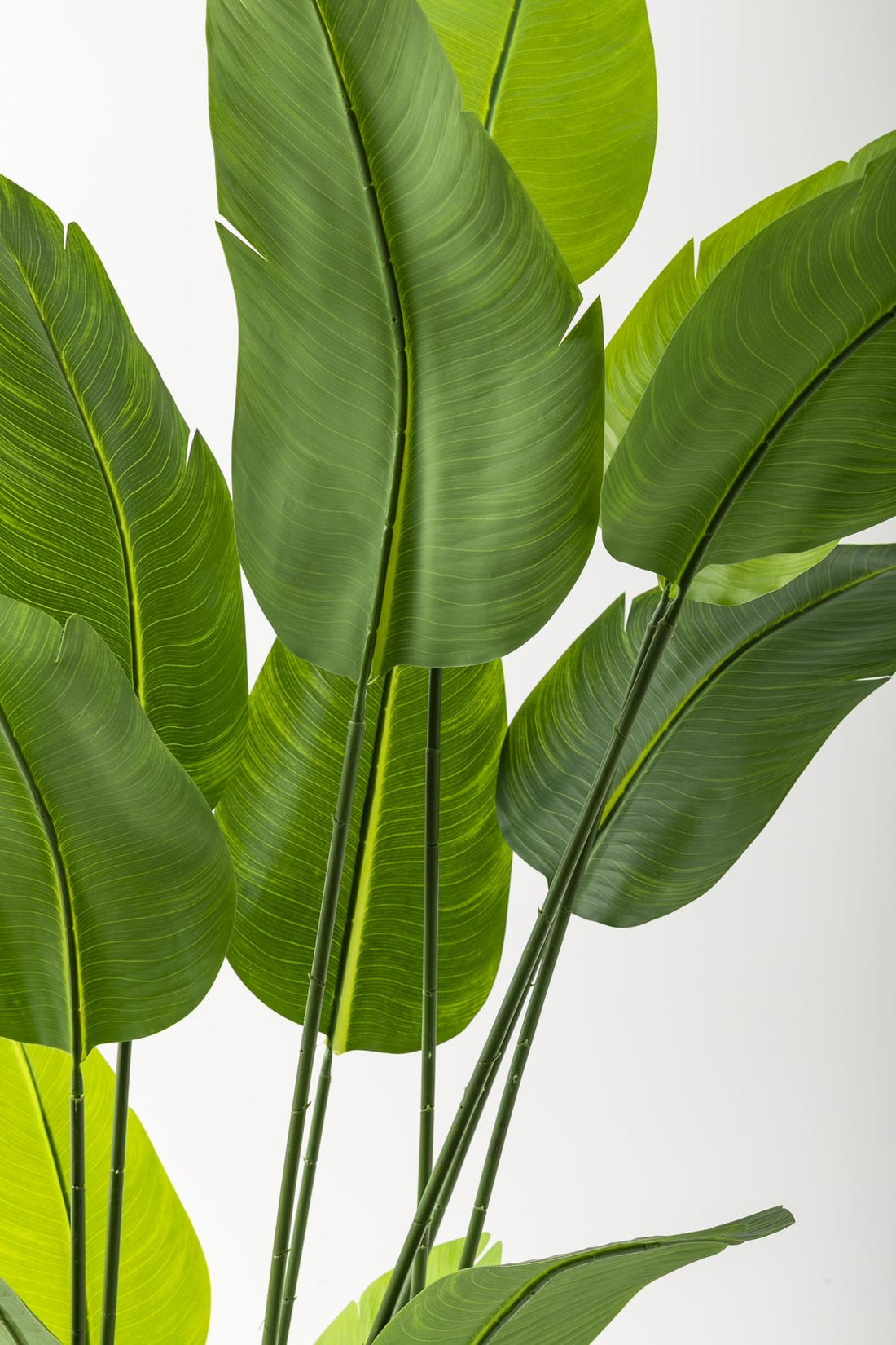 Yapay Starliçe Ağacı 180 Cm Geniş Yapraklı Gümüş Saksı