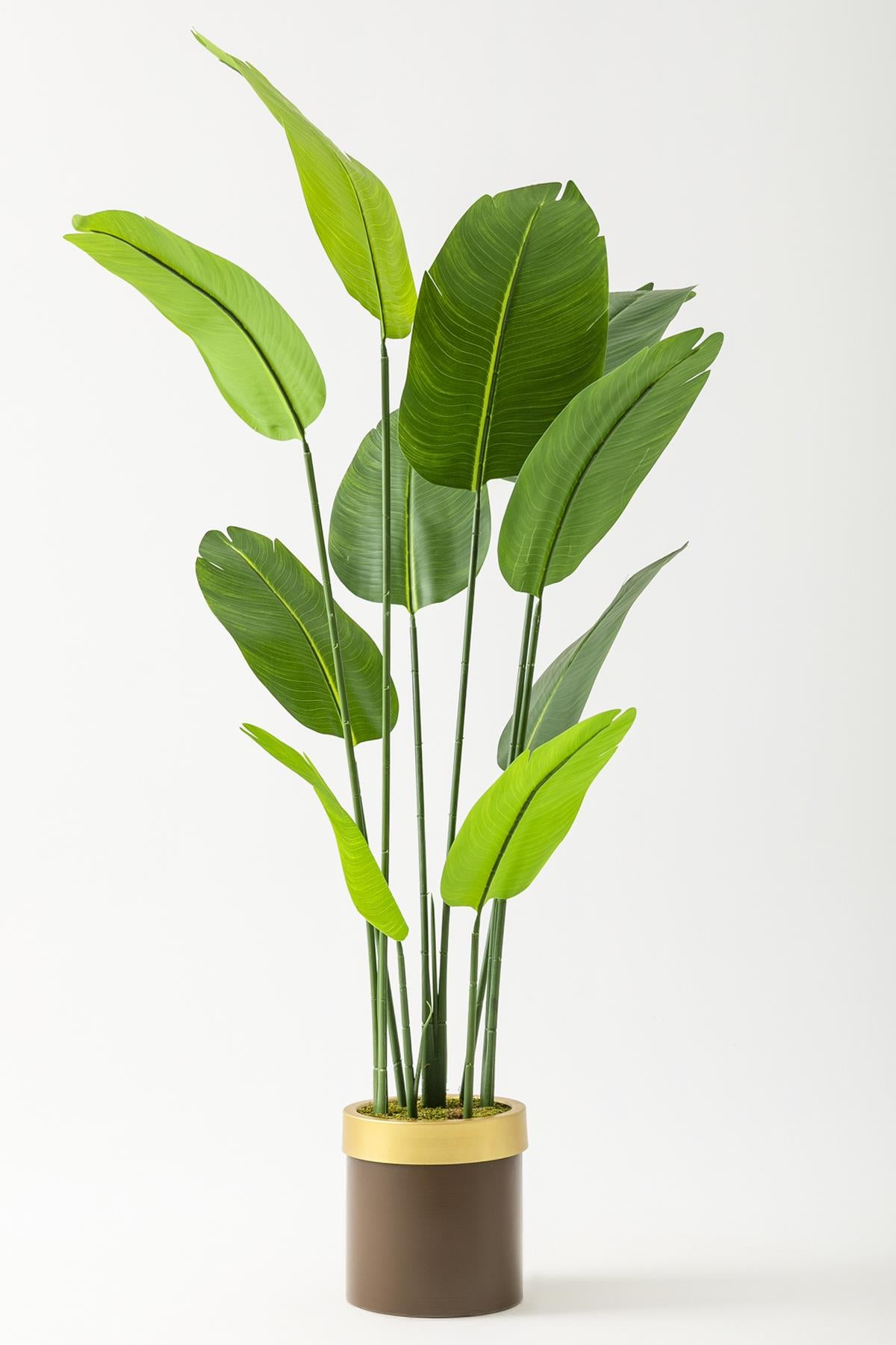 Yapay Starliçe Ağacı 180 Cm Geniş Yapraklı Kahverengi Gold Metal Saksı