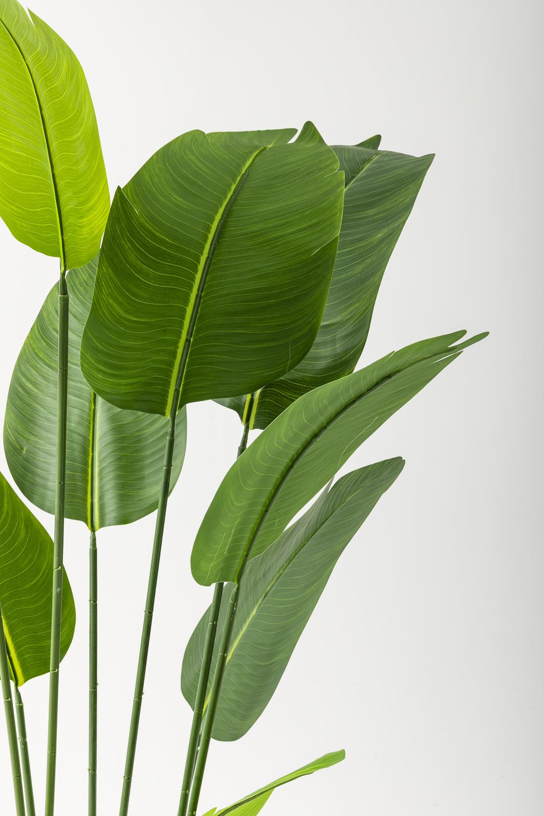 Yapay Starliçe Ağacı 180 Cm Geniş Yapraklı Kahverengi Gold Metal Saksı