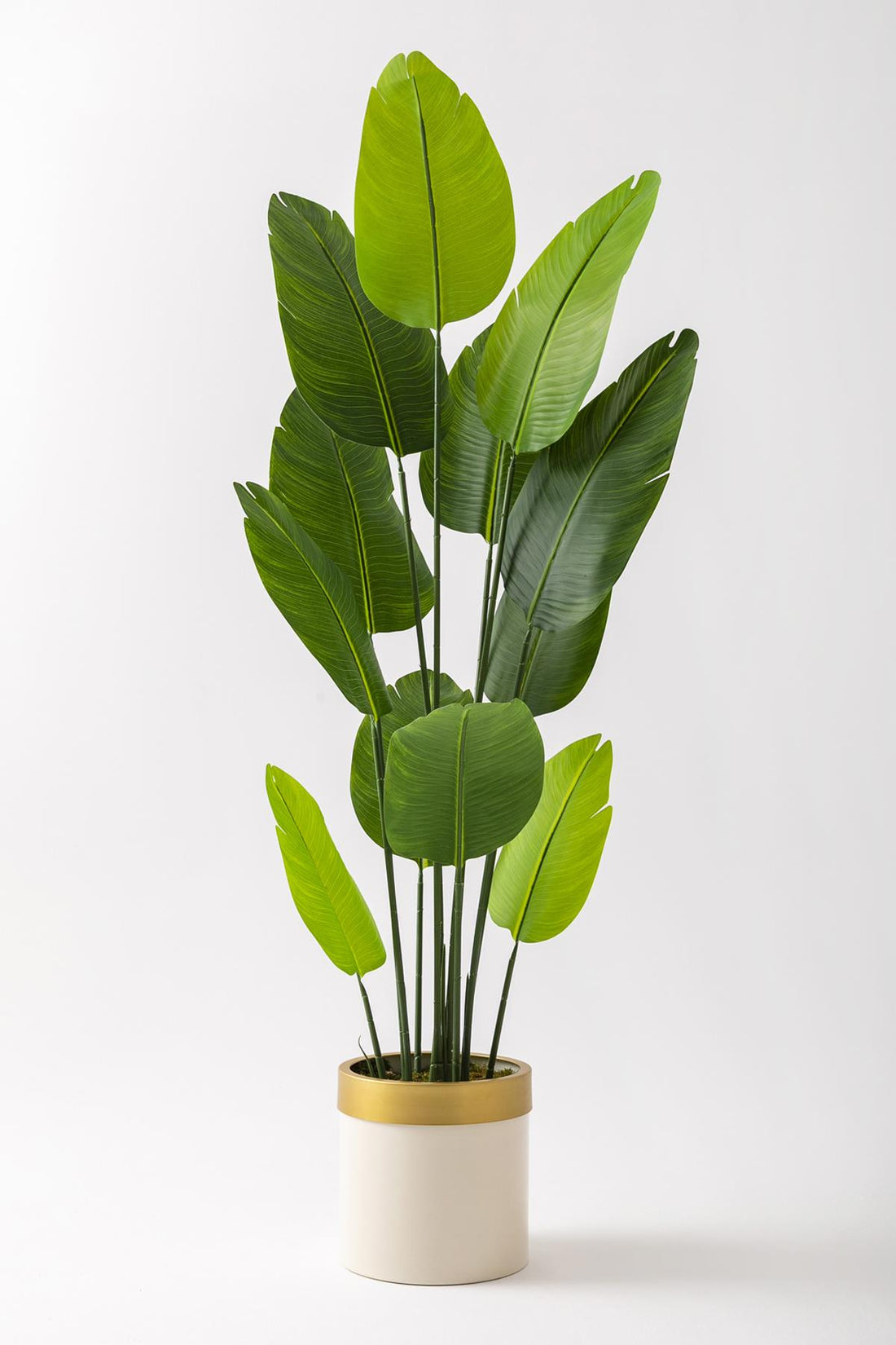 Yapay Starliçe Ağacı 180 Cm Geniş Yapraklı Krem Gold Metal Saksı