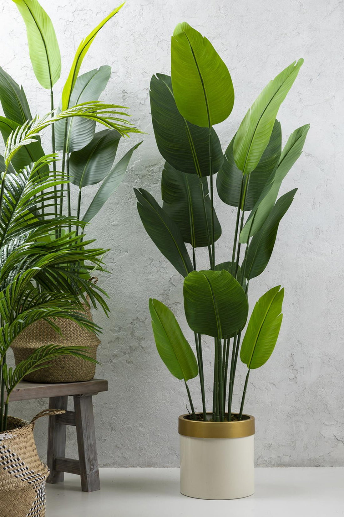 Yapay Starliçe Ağacı 180 Cm Geniş Yapraklı Krem Gold Metal Saksı