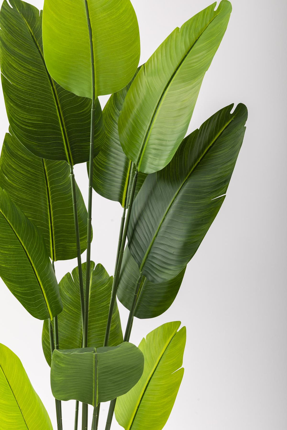 Yapay Starliçe Ağacı 180 Cm Geniş Yapraklı Krem Gold Metal Saksı