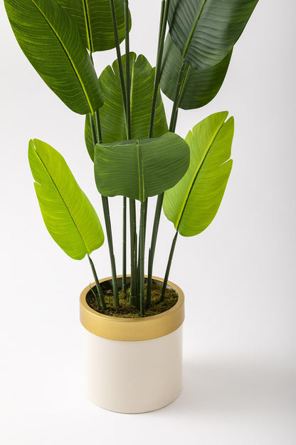 Yapay Starliçe Ağacı 180 Cm Geniş Yapraklı Krem Gold Metal Saksı