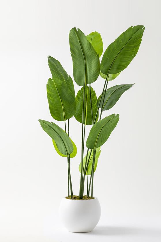 Yapay Starliçe Ağacı 180 Cm Geniş Yapraklı Plastik Küre Saksı