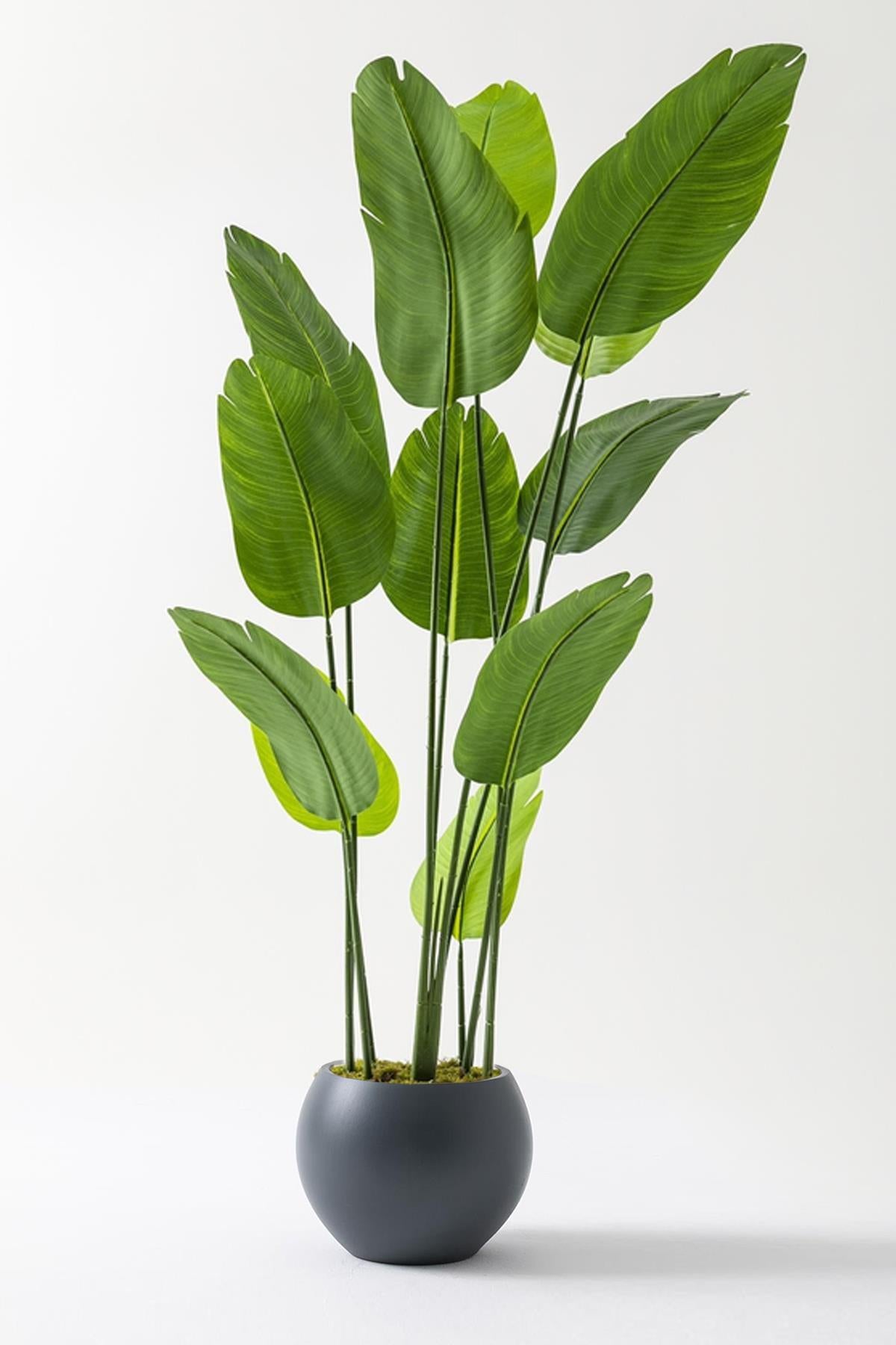 Yapay Starliçe Ağacı 180 Cm Geniş Yapraklı Plastik Küre Saksı Antrasit