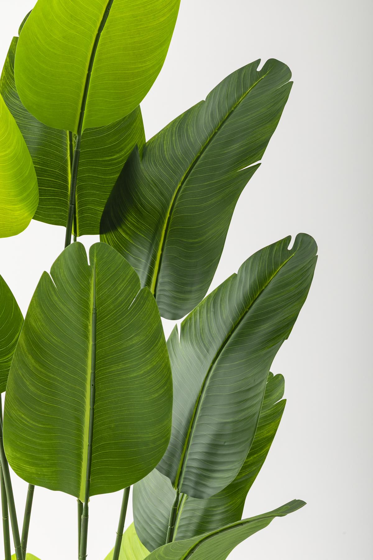 Yapay Starliçe Ağacı 180 Cm Geniş Yapraklı Siyah Gümüş Saksı