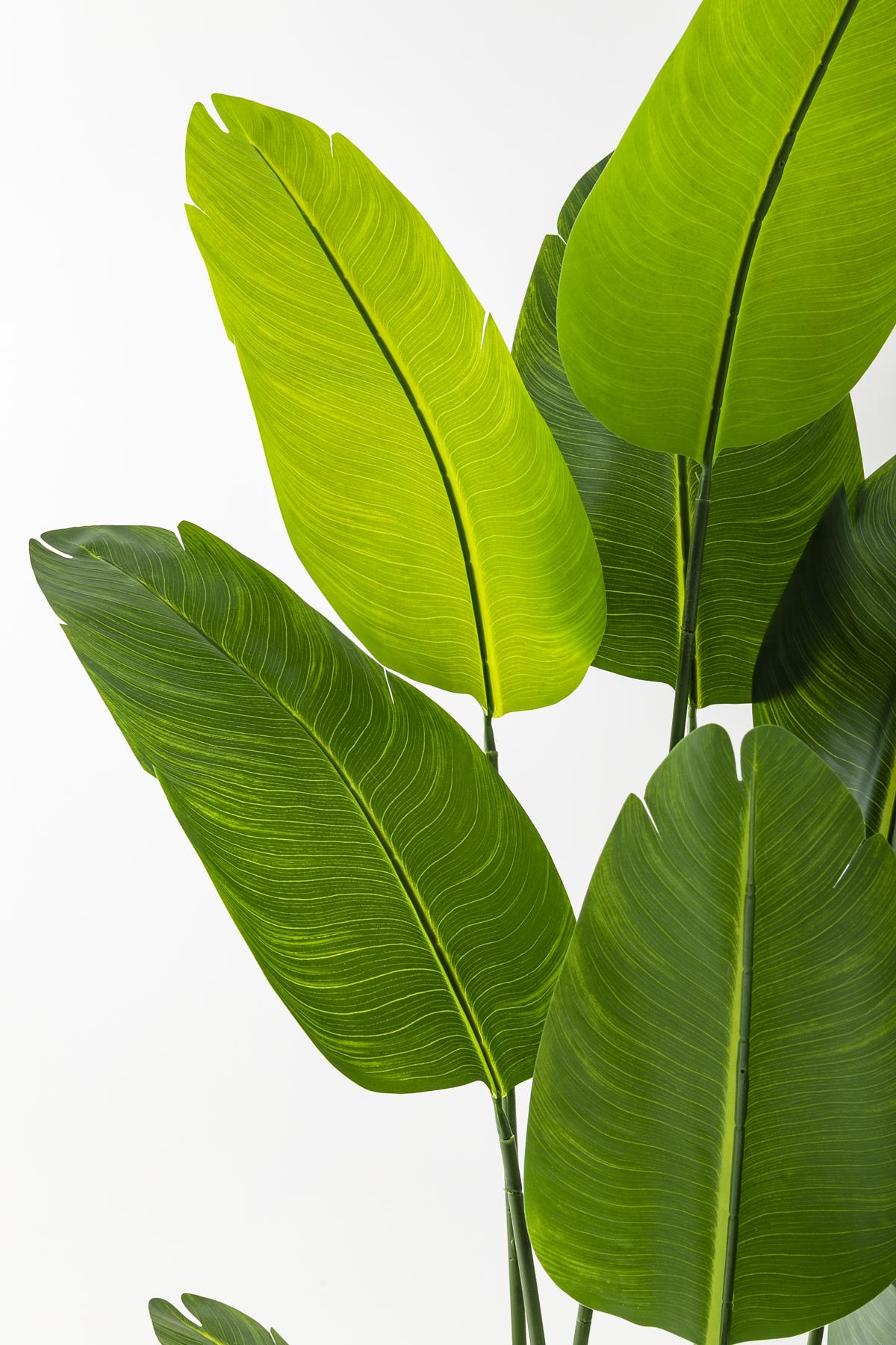 Yapay Starliçe Ağacı 180 Cm Geniş Yapraklı Siyah Gümüş Saksı