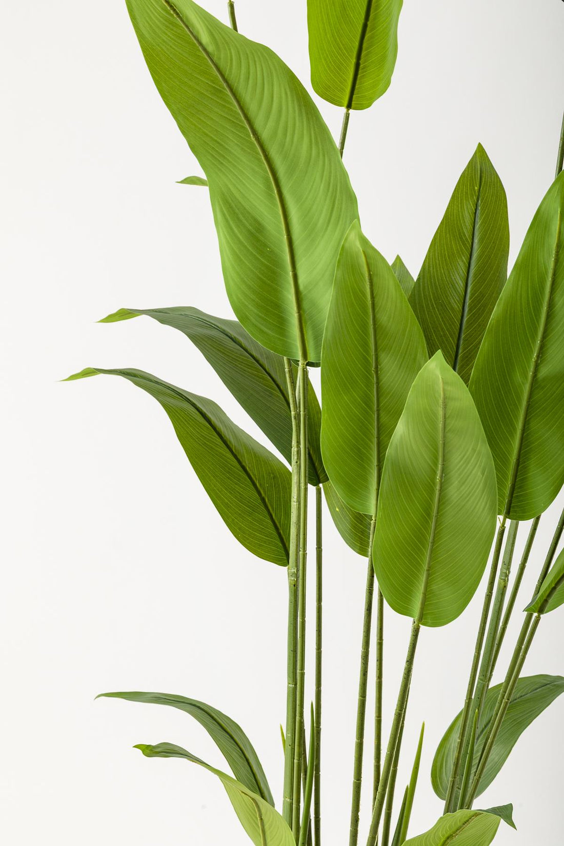 Yapay Starliçe Ağacı 230 Cm Krem Gold Geniş Bilezkli Damla Saksı