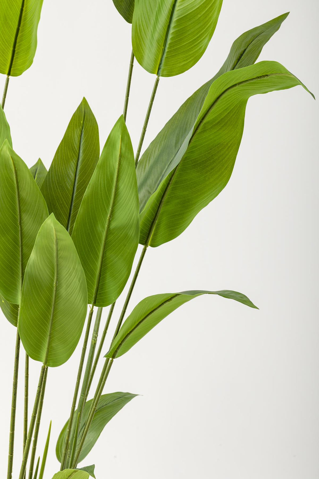 Yapay Starliçe Ağacı 230 Cm Krem Gold Geniş Bilezkli Damla Saksı