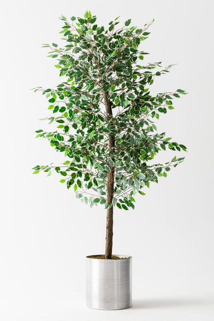 Yapay Starlight Benjamin Ağacı 180 Cm