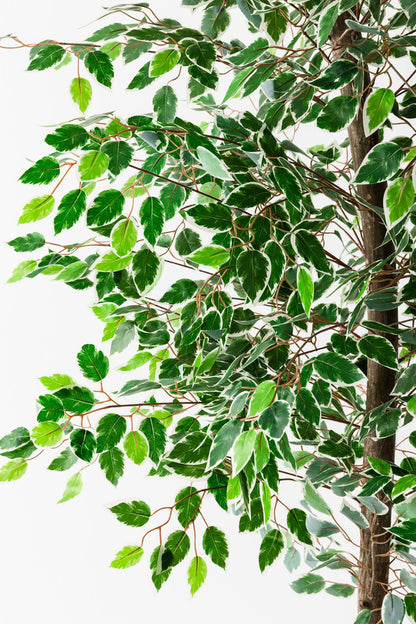 Yapay Starlight Benjamin Ağacı 180 Cm