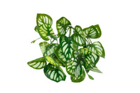 Yapay Yeşillik Beyaz Benekli